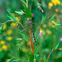 Southern hawker dragonfly (Aeshna cyanea) resting on willowherb plant, immature female, Derbyshire, UK, July