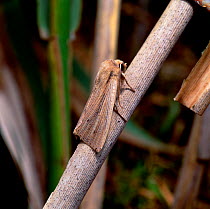 Southern wainscot moth (Mythimna straminea) Castle Espie, County Down, Northern Ireland, UK, July