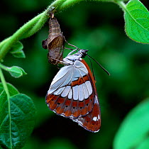 Southern white admiral butterfly (Limenitis / Ladoga reducta) recently emerged from pupa