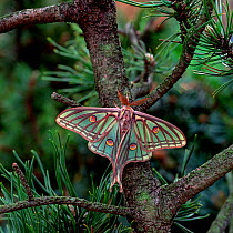Spanish moon moth (Graellsia isabellae) male resting in coniferous tree, French Alps, May