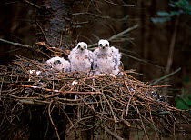 Three Sparrowhawk chicks (Accipiter nisus) in nest, Action Lough, County Down, Northern Ireland, UK, June