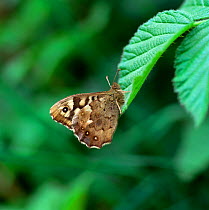 Speckled wood butterfly (Pararge aegeria) resting on leaf with wings closed, Montiaghs Moss NNR, Aghalee, County Antrim, Northern Ireland, UK, April