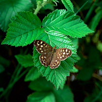 Speckled wood butterfly (Pararge aegeria) resting on leaf with wings open, Montiaghs Moss NNR,  County Antrim, Northern Ireland, UK, April