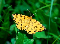 Speckled yellow moth (Pseudopanthera macularia) resting on leaf, Gastental Valley, Switzerland, June