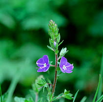 Speedwell flowers (Veronica chamaedrys)  Montiaghs Moss NNR, County Antrim, Northern Ireland, UK, April
