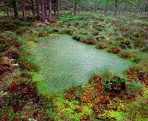 Sphagnum moss bog / sump, Lough Garten NNR, Aviemore, Scotland, UK, July 1991, breeding site for White faced darter  (Leucorrhinia dubia)