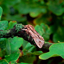 Sprawler moth (Astroscopus sphinx) resting on branch, Rehaghy mountain, County Tyrone, Northern Ireland, UK, November