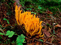 Stag's horn fungus (Calocera viscosa) Annagarriff Wood NNR, Peatlands, County Armagh, Northern Ireland, UK, October