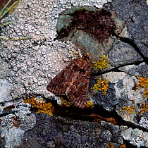 Straw underwing moth (Thalpophila matura) Killard Point NNR, Strangford, County Down, Northern Ireland, UK, July