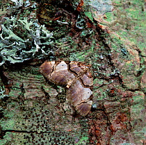 Streamer moth (Anticlea derivata) resting on tree bark, Crom Estate, County Fermanagh, Northern Ireland, UK, April