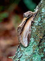 Swallow prominent moth (Pheosia tremula) resting on bark, Helen's Bay, County Down, Northern Ireland, UK