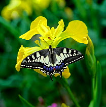 Swallowtail butterfly (Papilio machaon brittannicus) resting on flag iris, Norfolk Broads, UK June