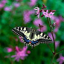 Swallowtail butterfly (Papilio machaon brittannicus) resting on Ragged robin flowers, Norfolk Broads, UK June