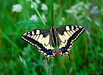 Swallowtail butterfly (Papilio machaon brittannicus) resting on plant stem, Norfolk Broads, UK June