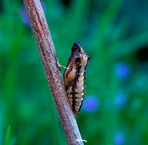 Swallowtail butterfly (Papilio machaon brittannicus) chrysalis anchored on to branch by thread, Norfolk Broads, UK June