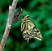 Swallowtail butterfly (Papilio machaon brittannicus) emerging from pupa, Norfolk Broads, UK June