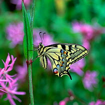 Swallowtail butterfly (Papilio machaon brittannicus) on Ragged robin flowers, newly emerged from chrysalis, Norfolk Broads, UK June