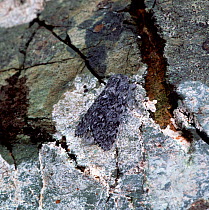 Sweet gale moth (Acronicta euphorbiae) camouflaged on stone wall, Lough Gealain, Burren National Park, County Clare, Republic of Ireland, May