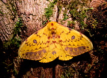 Silk moth (Tagoropsis flavinata) resting on tree bark, South Africa, May