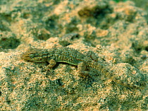 Mooring gecko (Tarentola mauritanica) Santa Ponsa, Mallorca, Balearic Islands, Spain, April