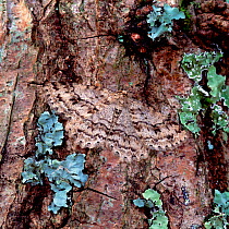 The Engrailled moth (Ectropis crepuscularia) camouflaged on tree bark, Rostrevor Oakwood NNR, County Down, Northern Ireland, UK, April