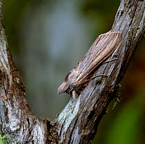 Shark moth (Cucullia umbratica) resting on branch, Killarney National Park, County Kerry, Ireland, April