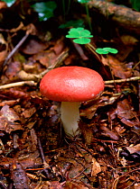 The Sickener toadstool (Russula emetica) Tollymore Forest, County Down, Northern Ireland, UK, October