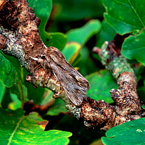 The sprawler moth (Astroscopus / Brachionycha sphinx) resting on oak branch, Rehaghy Mountain, County Tyrone, Northern Ireland, UK, October