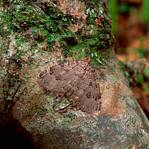 Tissue moth (Triphosa dubitata) resting on branch, UK