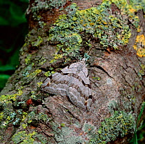 Treble bar moth (Aplocera plagiata) Murlough NNR, County Down, NOrthern Ireland, UK, July