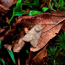 Treble lines moth (Charanyca trigrammica)  on fallen leaf, Rehaghy mountain, County Tyrone, Northern Ireland, UK, June