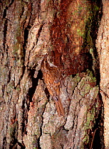 Common treecreeper (Certhia familiaris) with insect prey on tree trunk, County Fermanagh, Northern Ireland, UK, May