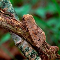 Twin-spotted quaker moth (Orthosia munda)  resting on branch, Lackan Bog, County Down, Northern Ireland, UK, April