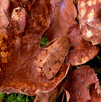 Twin-spotted quaker moth (Orthosia munda) camouflaged on fallen leaves, Northern Ireland, UK