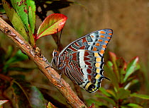 Two-tailed pasha butterfly (Charaxas sp)