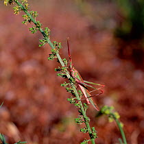 Grasshopper (Acrididae) on vegetation, Crete, Greek Islands, May