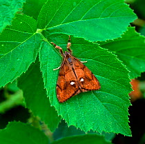 Common vapourer moth (Orgyia antiqua) resting on leaf, Connamara, County Galway, Republic of Ireland, September