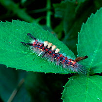 Caterpillar larva of the Common vapourer moth (Orgyia antiqua) Montiaghs Moss NNR, County Antrim, Northern Ireland, UK