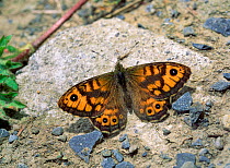 Wall butterfly (Lasiommata megera) sunning on rock, Killard Point NNR, County Down, Northern Ireland, UK