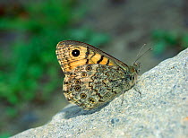 Wall butterfly (Lasiommata megera) on rock, Killard Point NNR, County Down, Northern Ireland, UK