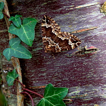 Water carpet moth (Lampropteryx suffumata) on trunk, Lackan Bog, County Down, Northern Ireland, UK, April