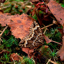 Water carpet moth (Lampropteryx suffumata) on ground vegetation, Argory, County Armagh, Northern Ireland, UK, April