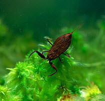 Water scorpion (Nepa cinerea) underwater, Montiaghs Moss NNR, County Antrim, Northern Ireland, UK, March