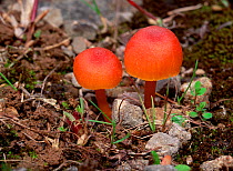 Wax cap fungus (Hygrocybe sp) Annagarriff Wood NNR, Peatlands, County Armagh, Northern Ireland, UK, September