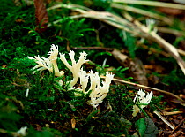 White coral fungus (Clavulina cristata)  amongst moss, Clare Glen, County Armagh, Northern Ireland, UK, October