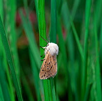 White ermine moth (Spilosoma lubricipeda) Killarney National Park, County Kerry, Northern Ireland, UK, July
