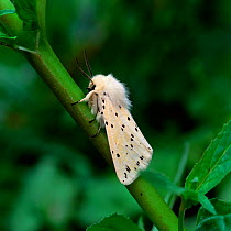 White ermine moth (Spilosoma lubricipeda) Castlewellan Forest Park, County Down, Northern Ireland, UK, May