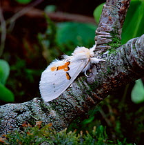 White prominent moth (Leucodonta bicoloria) Southern Germany, June