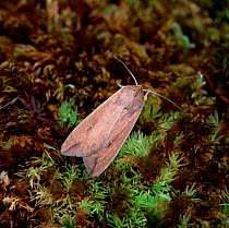White speck moth (Mythimna unipuncta) resting on moss on ground, County Down, Northern Ireland, UK, September