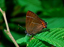 White-letter hairstreak butterfly (Satyrium w-album) Surrey, UK